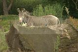 leipzig zoo-01_07_2011_zoo_allgemein_371